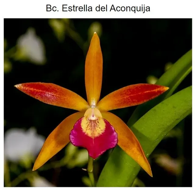 Brassocattleya Estrella del Aconquija