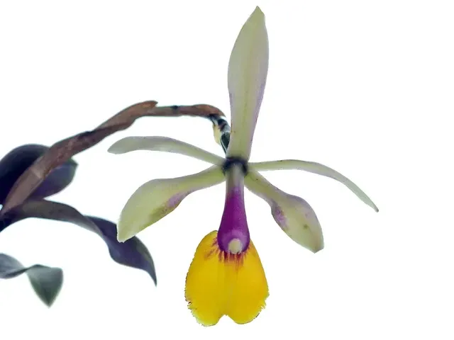 Epicattleya RENE MARQUES (Epicattleya)