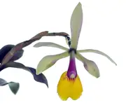 Epicattleya Rene Marques