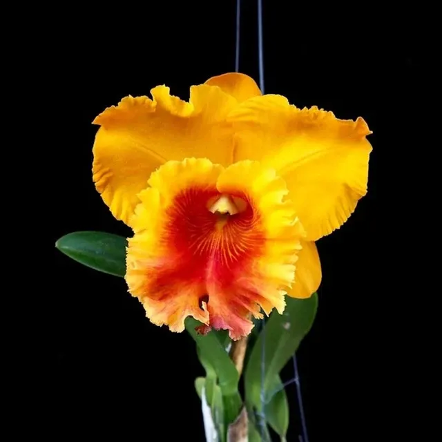 Rhyncholaeliocattleya NP Gold 'Monkey Butt' (Rhyncholaeliocattleya)