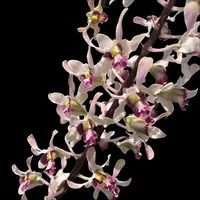 Dendrobium Orchid Gluedice Pink Mature Bushy Plant- Ready To Flower