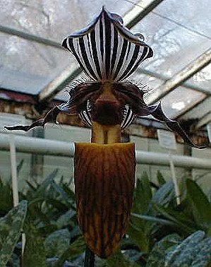 Paphiopedilum gardinerii