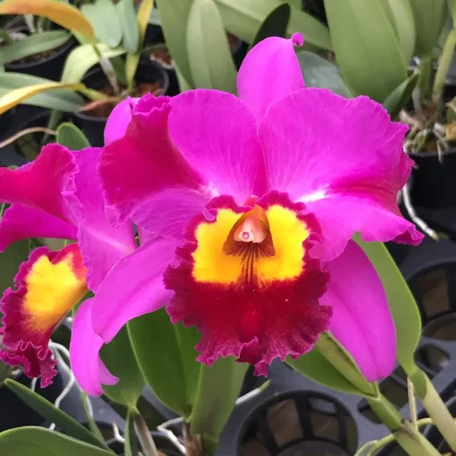 Rhyncholaeliocattleya Dick Smith ‘Dark Beauty’ (Rhyncholaeliocattleya)