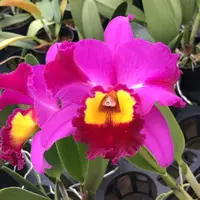 Rlc Dick Smith ‘Dark Beauty’