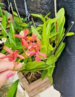 Epidendrum radicans Orchid – 1 Pink Rooted Cutting, Full-Sun Reed Stem Orchid Starter Plant for Outdoor or Patio Growing