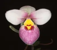 Phragmipedium schlimii