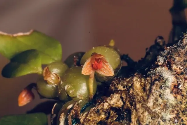Bulbophyllum didymotropis