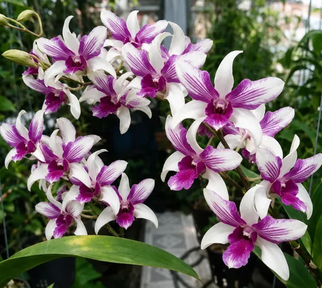 Dendrobium Two Tone 23 (Dendrobium)