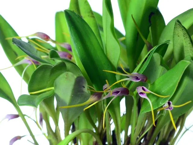 Masdevallia picta (Masdevallia)