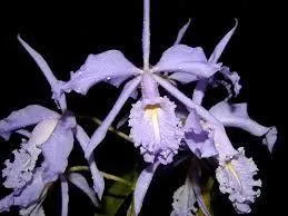 Cattleya maxima var. coerulea 'Hector' (Cattleya)