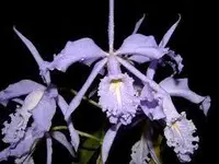 C. maxima var. coerulea 'Hector' SM/JOGA , AM/AOS (M279) (Cattleya - - maxima )