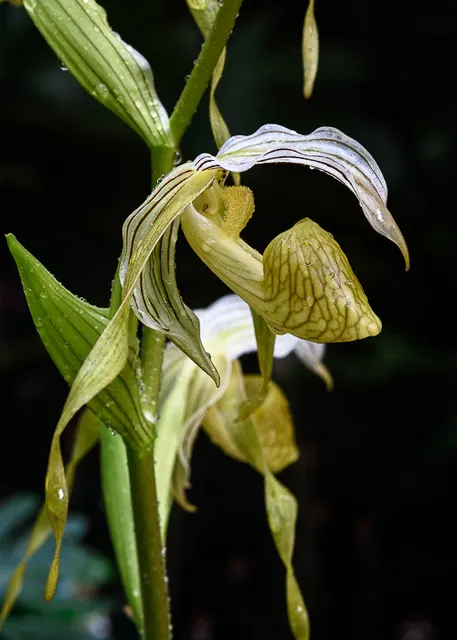 Paphiopedilum kolopakingii var topperi x self (Paphiopedilum)