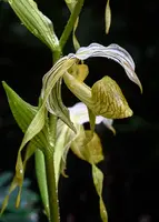 Paphiopedilum kolopakingii var topperi x self – 12/009