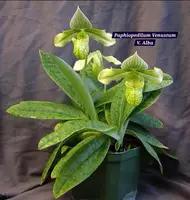 Paphiopedilum Venustum V. Alba Blooming size