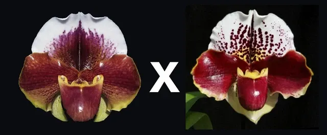 Paphiopedilum Maggie Mae (Paphiopedilum)