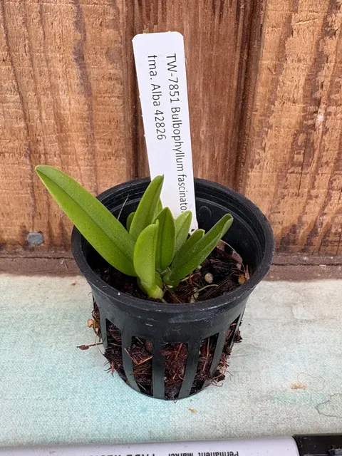 Bulbophyllum fascinator (Bulbophyllum)