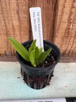 Bulbophyllum fascinator fma. aba