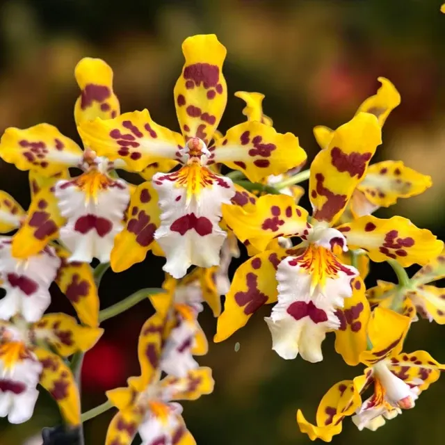 Odontocidium Remember Burkhard Holm - Exemplare Dezvoltate
