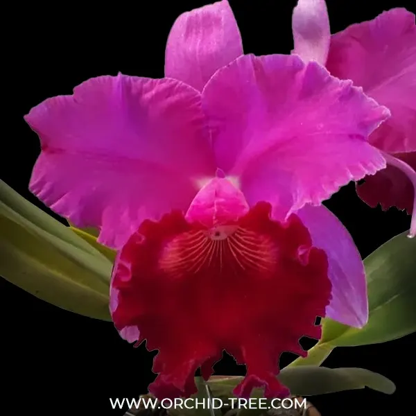 Cattleya Joao Antonio Nicole Velvet (Cattleya)
