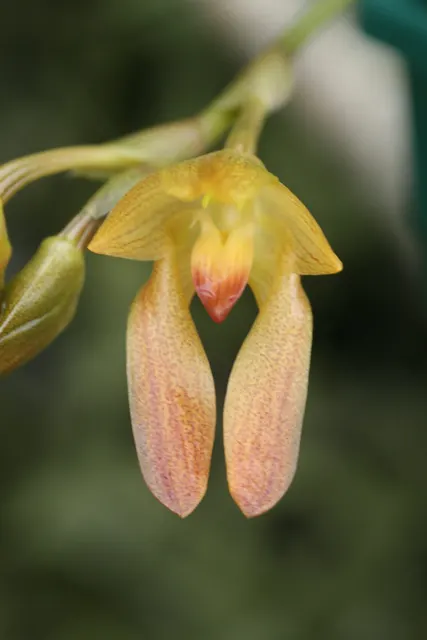 Bulbophyllum cootseii