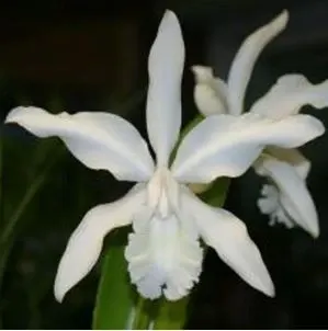 Cattleya intermedia var alba
