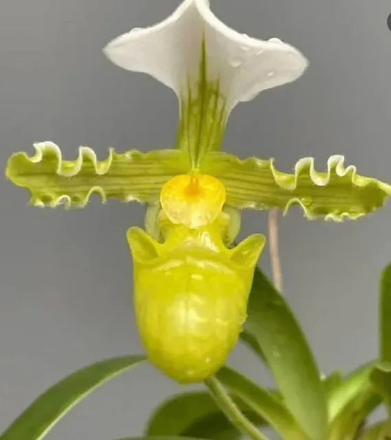 Paphiopedilum tranlienianum 'alba' (Paphiopedilum)