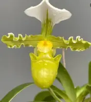 Paphiopedilum tranlienianum alba