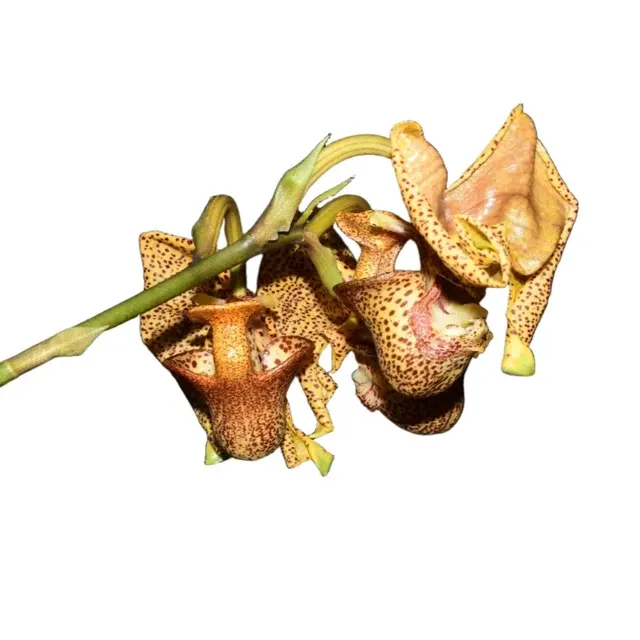 Coryanthes elegantium (Coryanthes)