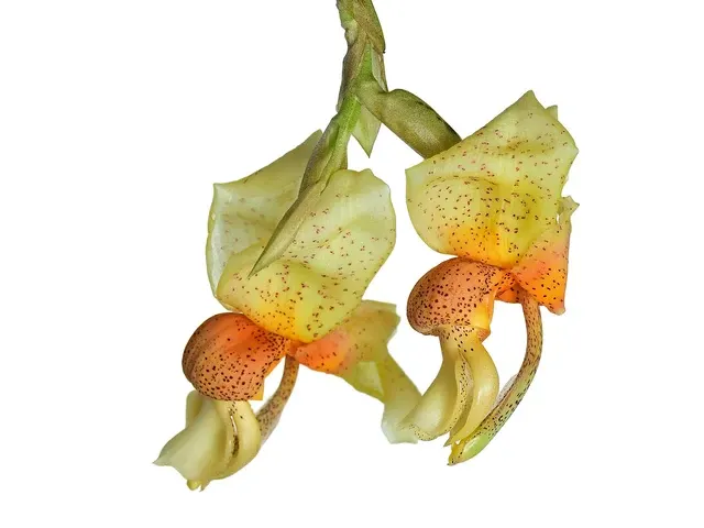 Stanhopea saccata (Stanhopea)