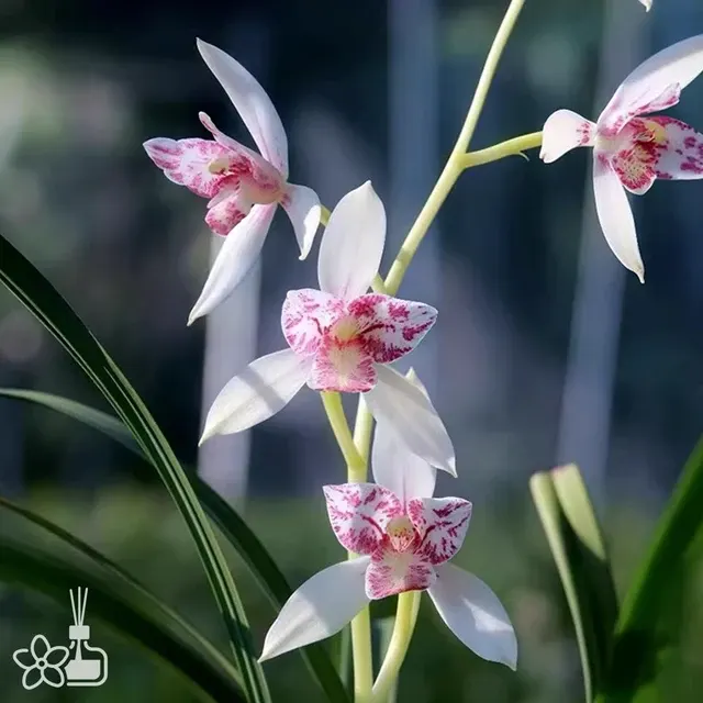 Cymbidium ensifolium 'XueWu'