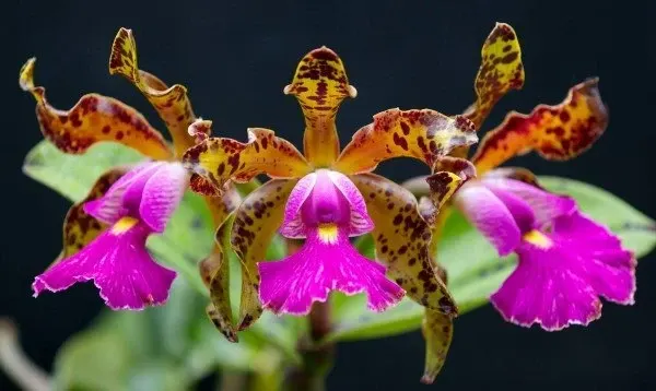 Cattleya aclandiae x schilleriana (Cattleya)
