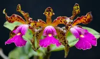 Cattleya aclandiae x schilleriana