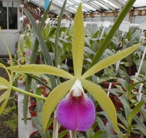 Brassocattleya TRANANDAHY