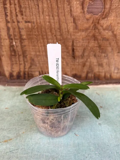 Renanthera coccinea (Renanthera)