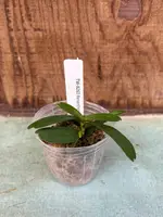 Renanthera coccinea