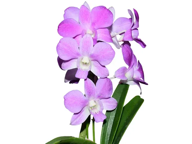 Dendrobium Emma Queen (Dendrobium)