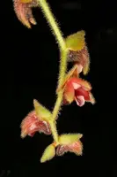 Trichotosia velutina