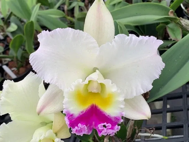 Rhyncholaeliocattleya Porcelain Magic