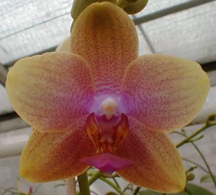 Phalaenopsis SWEET REVENGE