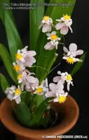 Onc. Tsiku Marguerite 'CT. Romantic Fantasy' (Twinkle x ornithohynchum)