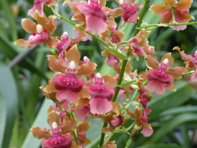 Oncidium Pacific Sunset 'Hakalau'