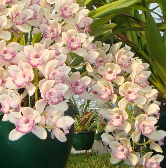 Cymbidium Paradisian Surprise 2 Only 'Splash Of Pink'