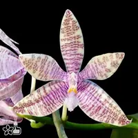 [Bare-root][AS-IS] #PA# Phal. hieroglyphica [2.8" BS][Sept in stock 26]