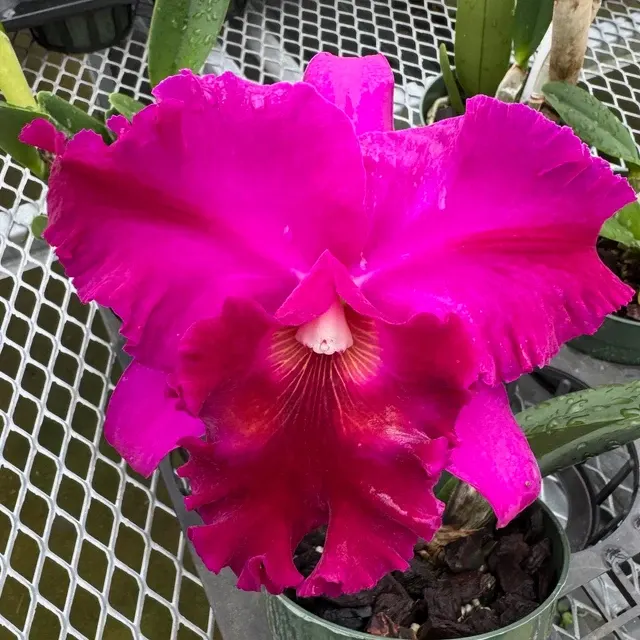 Rhyncholaeliocattleya Marsha T. Tsuruda - Buds 'Volcano Queen' (Rhyncholaeliocattleya)