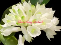 Dendrobium Hsinying Smile ‘Mont Blanc’ (3.5” pot)