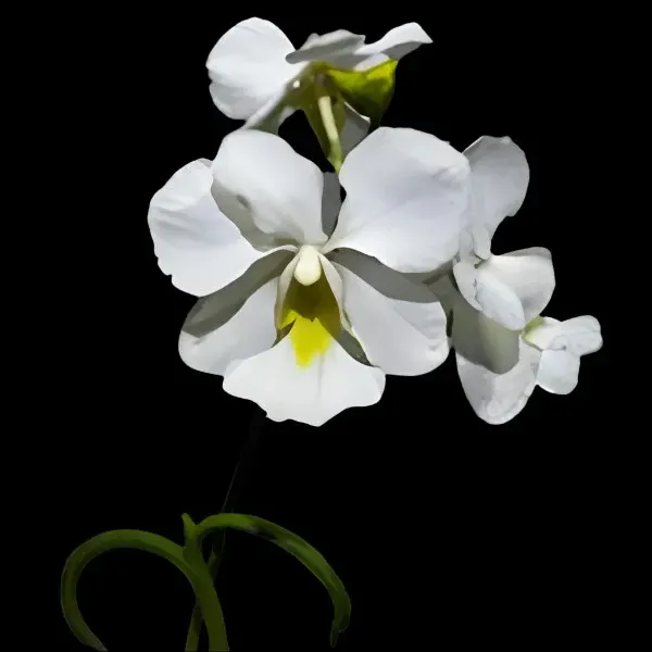 Papilionanthe teres var. alba 'Olympic Rin' (Papilionanthe)