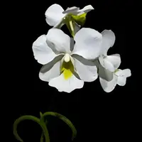 Papilionanthe Teres Var Alba Olympic Rin (OLIMPIC RIN) Rare Exotic Orchid