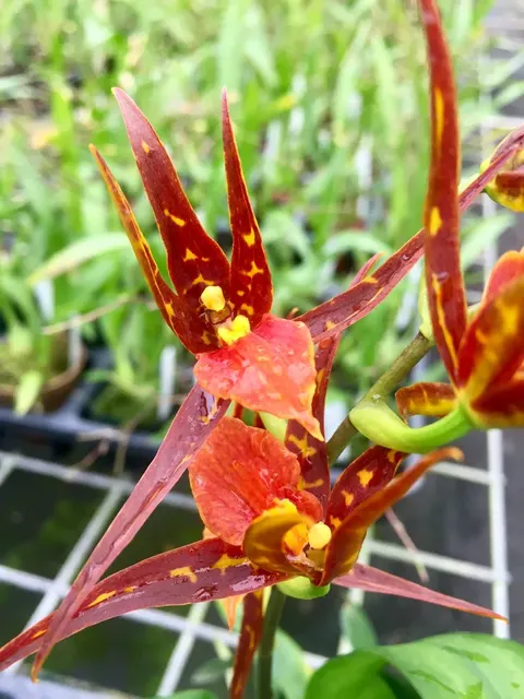 Brassostele Tarantula 'Sweet Orange'