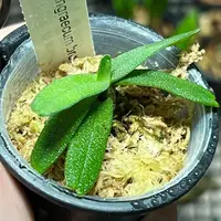 Angraecum breve