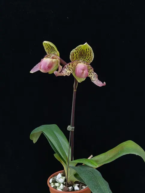 Paphiopedilum Vanguard ‘Puli’ X Henryanum ‘Hsiao’ (Paphiopedilum)